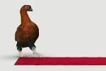 Famous Grouse - Red Carpet